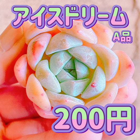 アイスドリーム　A品　カット苗