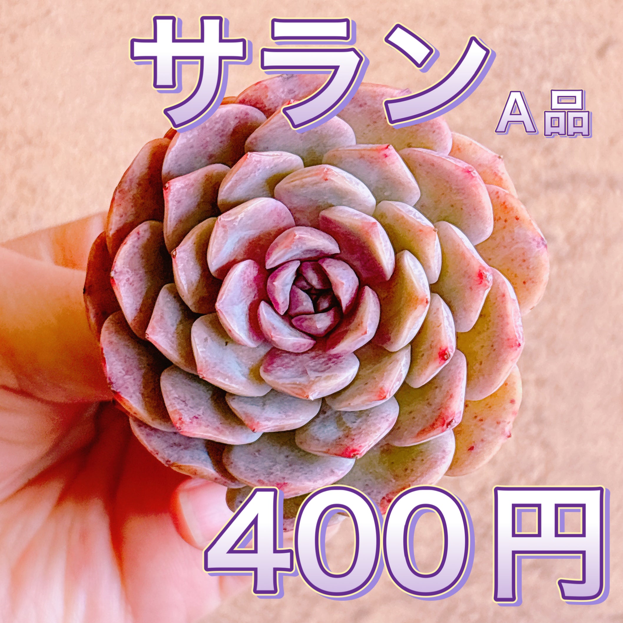 エケベリア – Page 2 – Bull Succulent