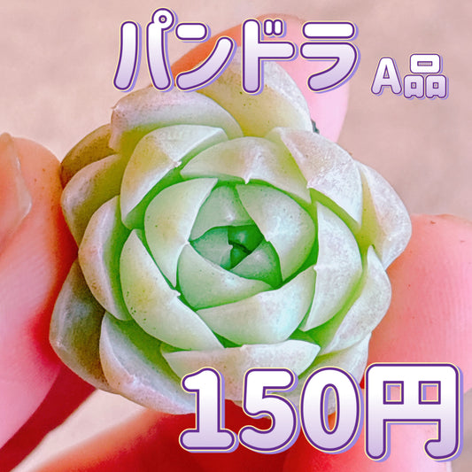 パンドラ　A品　カット苗