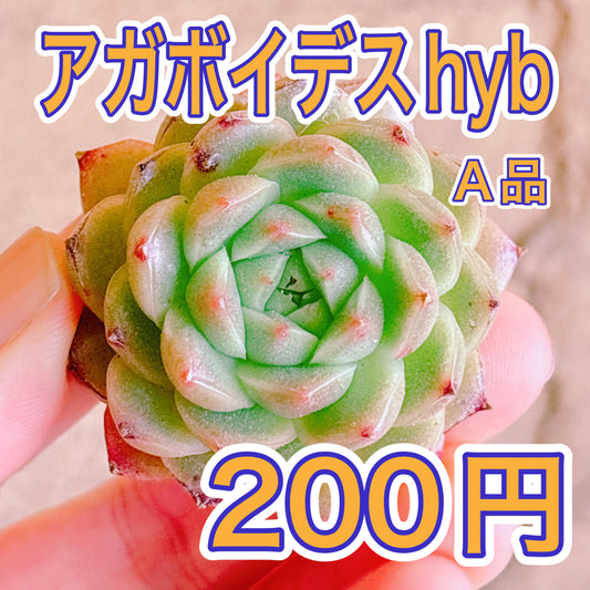 アガボイデスhyb　A品　カット苗