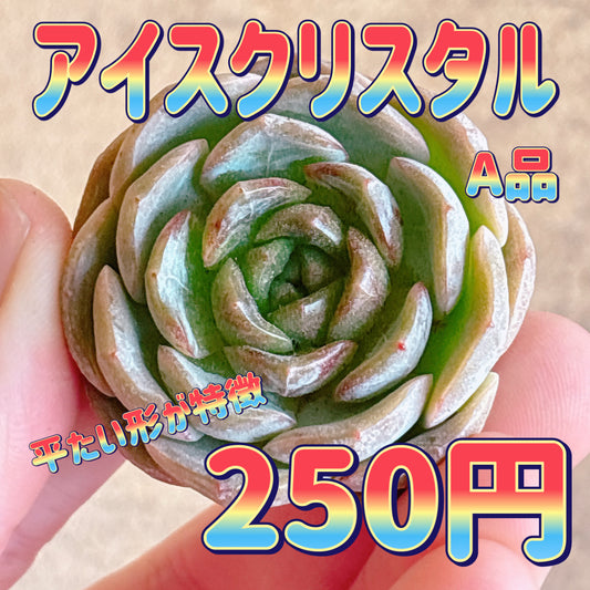 アイスクリスタル　A品　カット苗