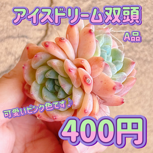 アイスドリーム双頭　A品　カット苗