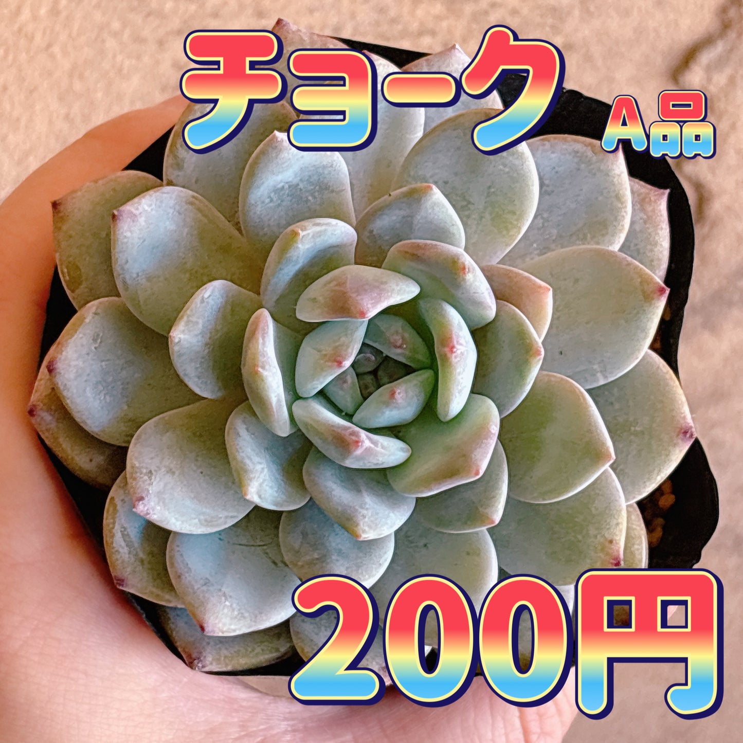 チョーク　A品　根付き苗