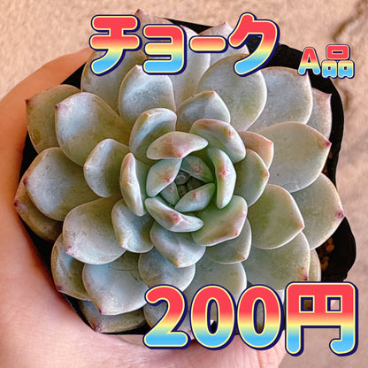 チョーク　A品　根付き苗