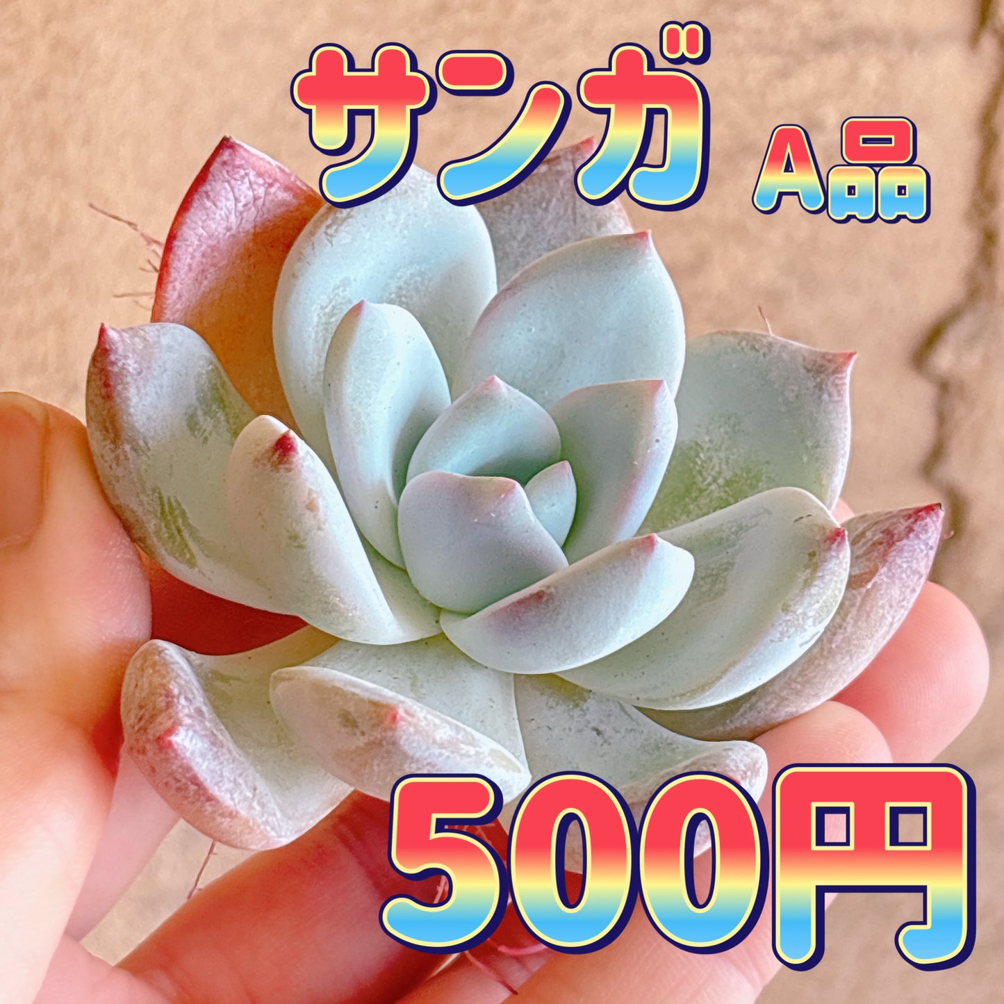 サンガ　A品　カット苗