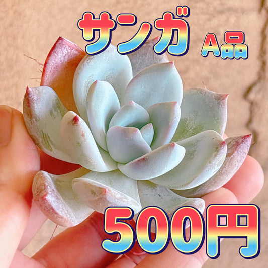 サンガ　A品　カット苗