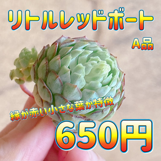 リトルレッドボート　A品　カット苗