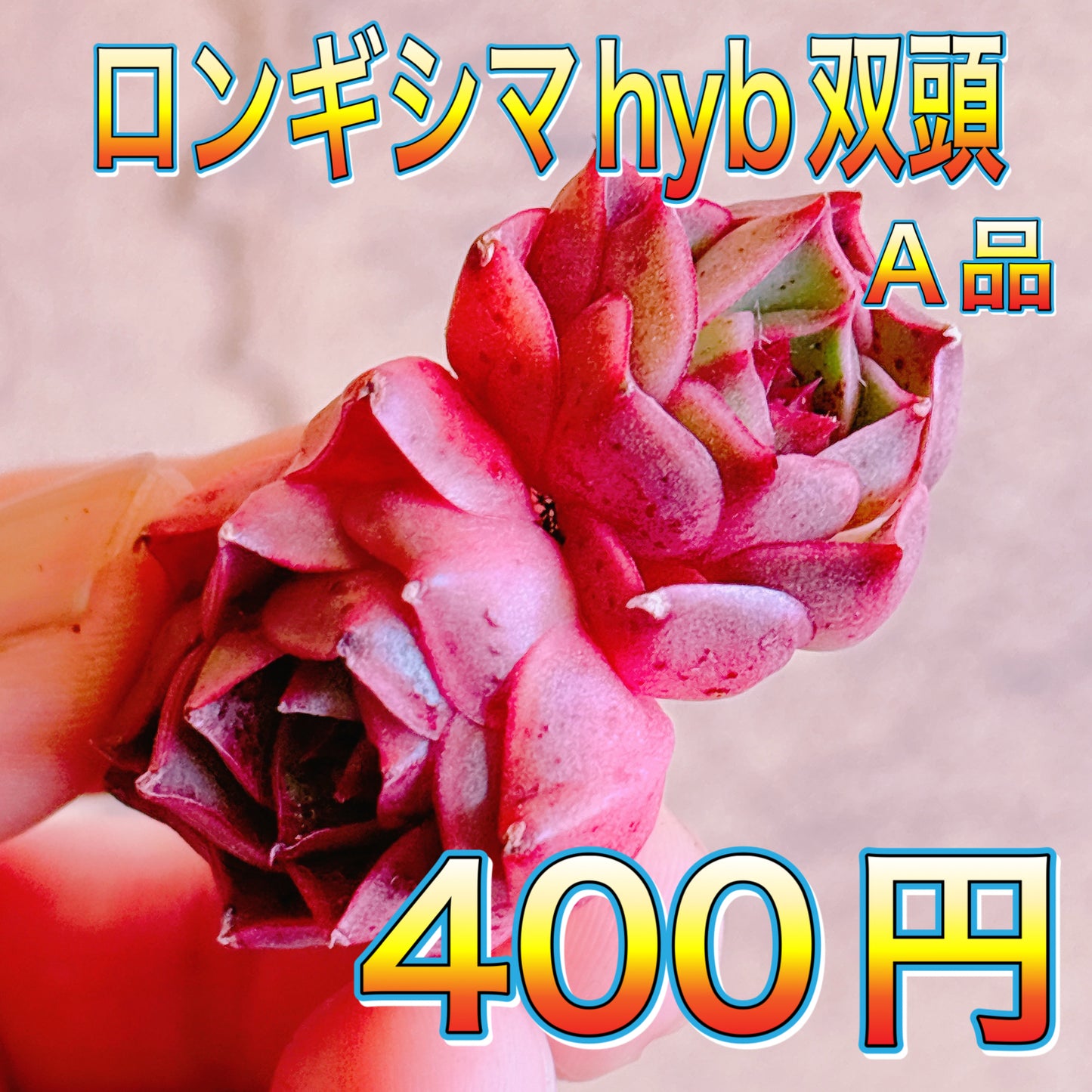 ロンギシマhyb双頭　A品　カット苗