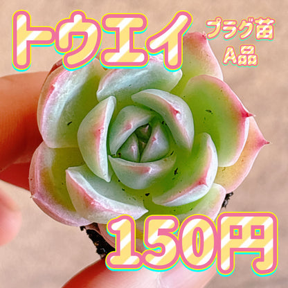 トウエイ　A品　プラグ苗