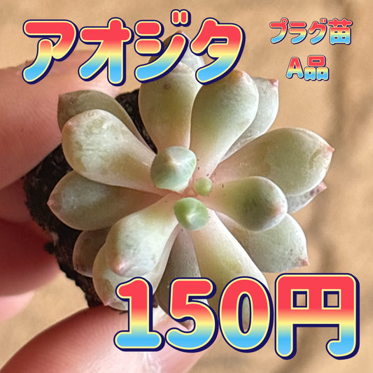 アオジタ　A品　プラグ苗