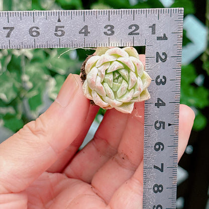 名無し苗１８　A品　プラグ苗