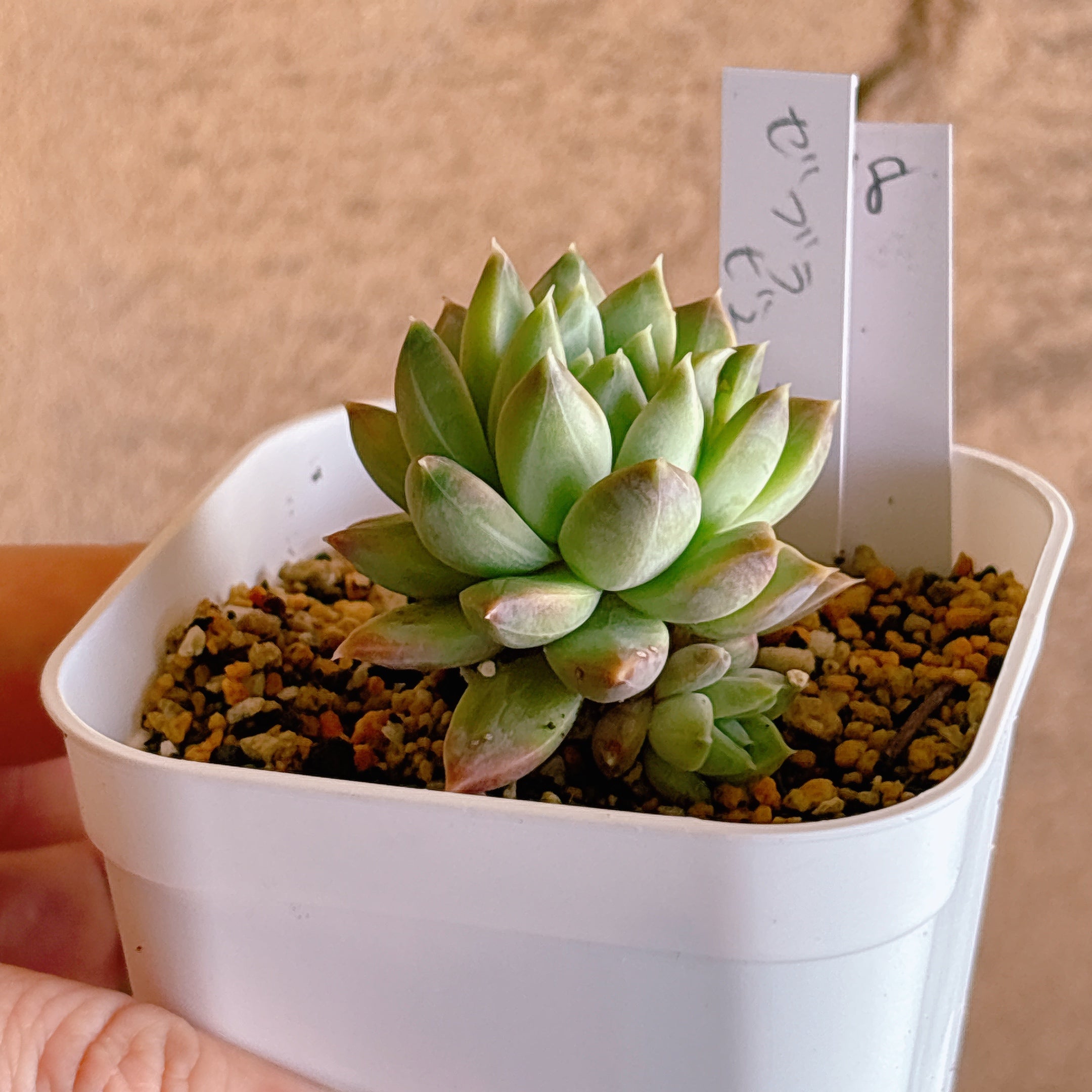 ゼブラビューティー 【1-18】 – Bull Succulent