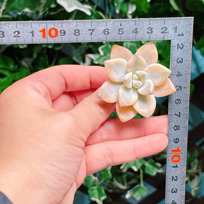 淡雪錦　A品　カット苗
