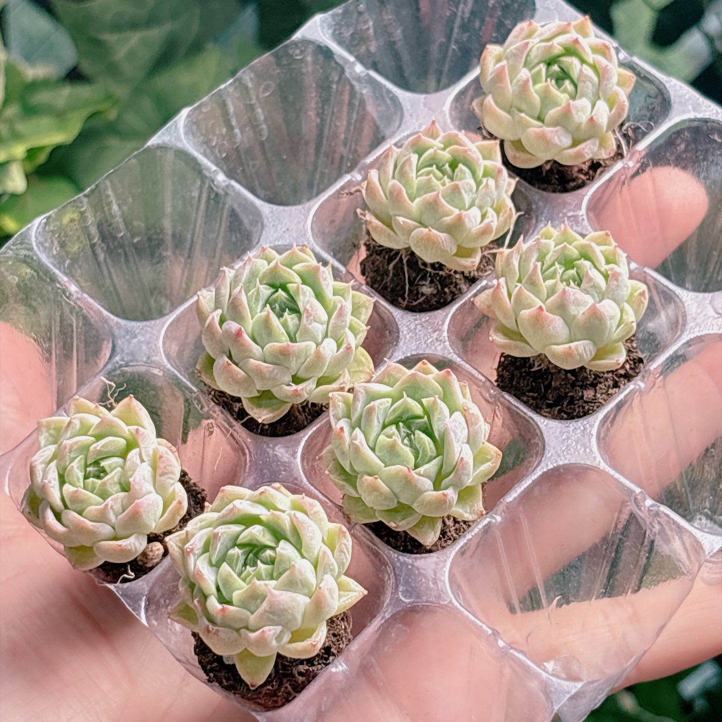 名無し苗１８　A品　プラグ苗