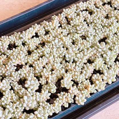 バブルガム　A品　プラグ苗