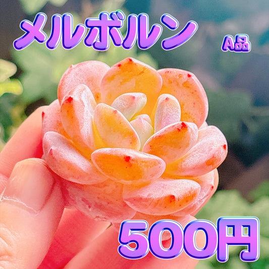メルボルン　A品　カット苗
