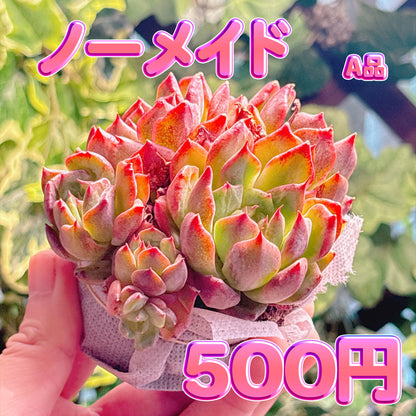 ノーメイド　A品　根付き苗