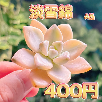 淡雪錦　A品　カット苗