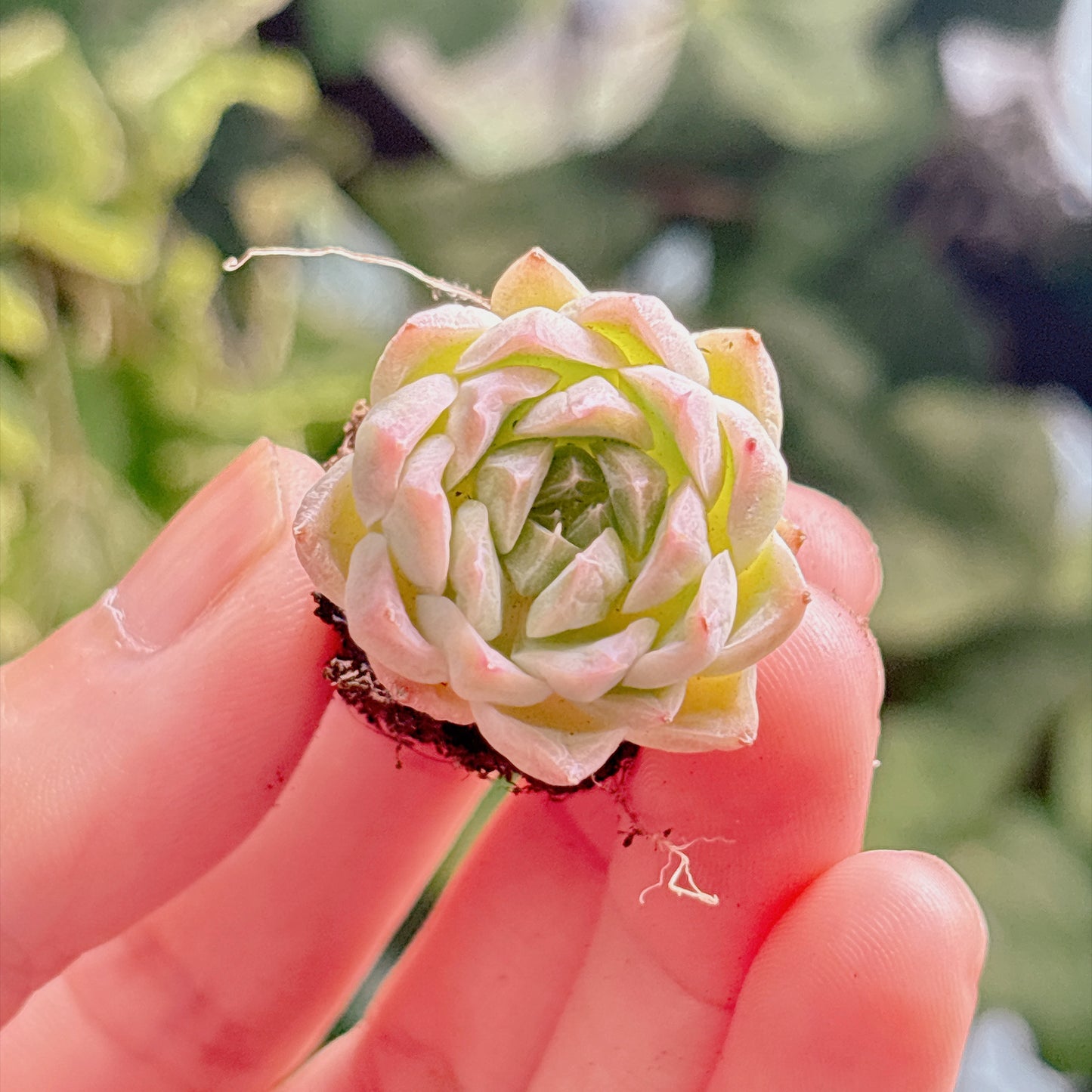 名無し苗１８　A品　プラグ苗
