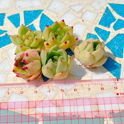 ブルードラゴン×ソクヨン　小苗　A品