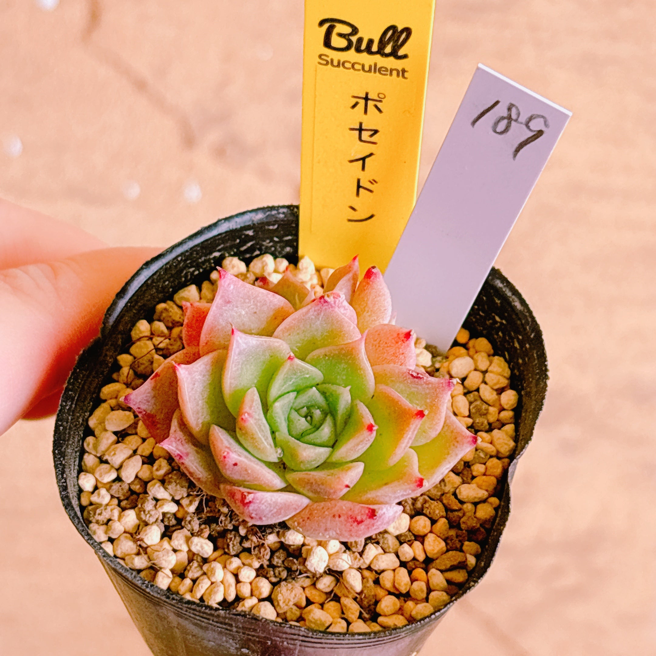 多肉植物の販売・通販サイト | Bull Succulent(ブルサキュレント)