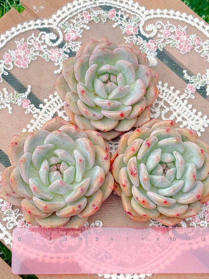アリエル　特級品