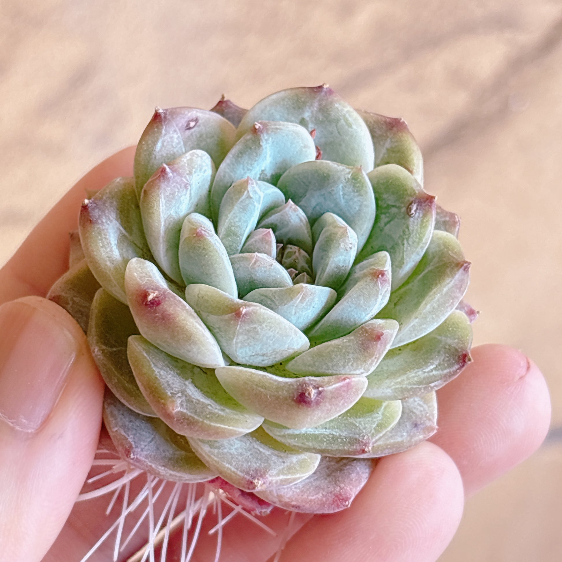 多肉植物
