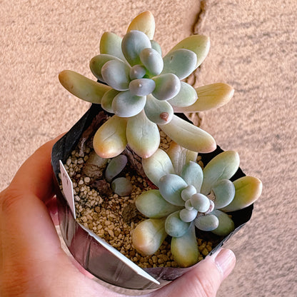 多肉植物