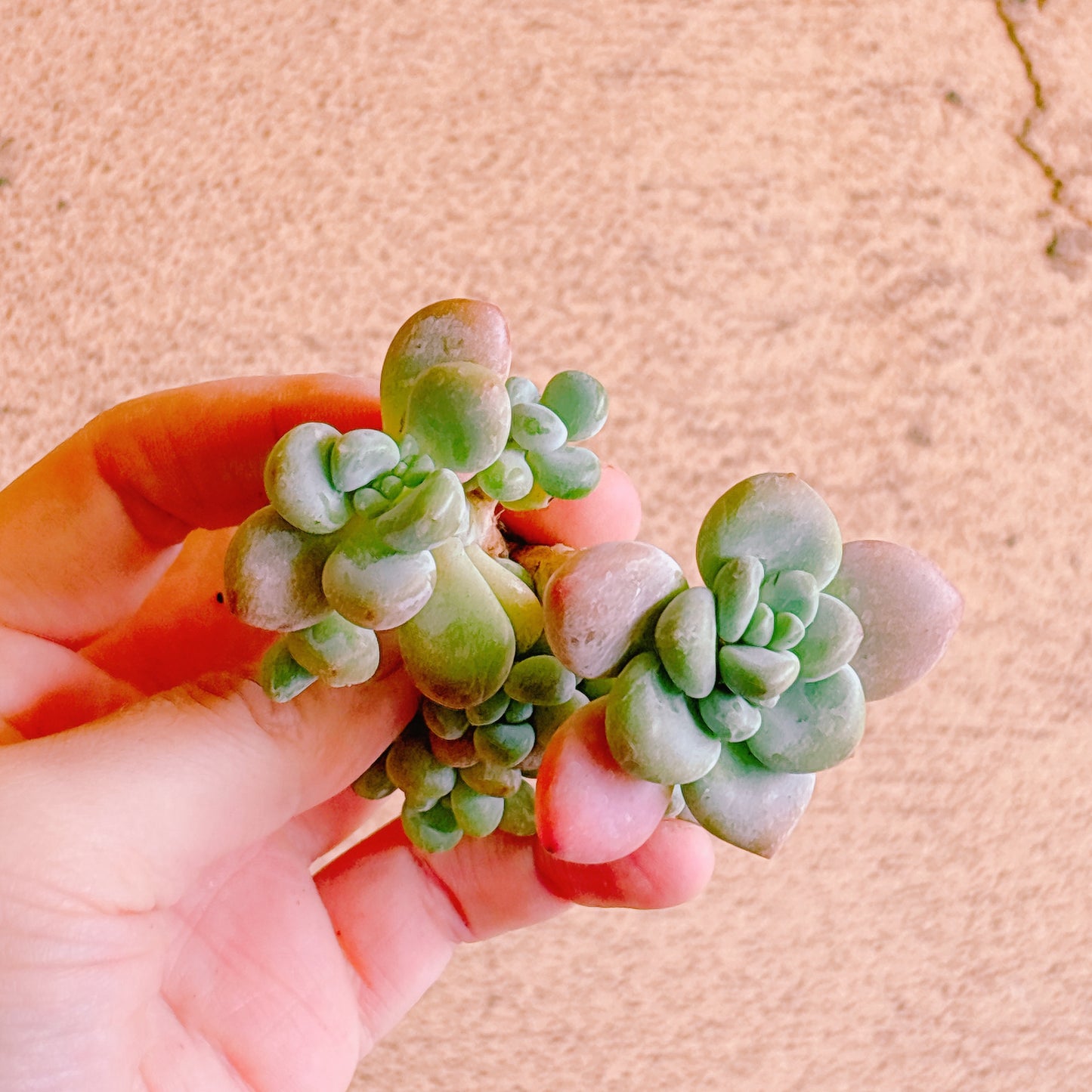 トム・サム　A品　カット苗　134-19