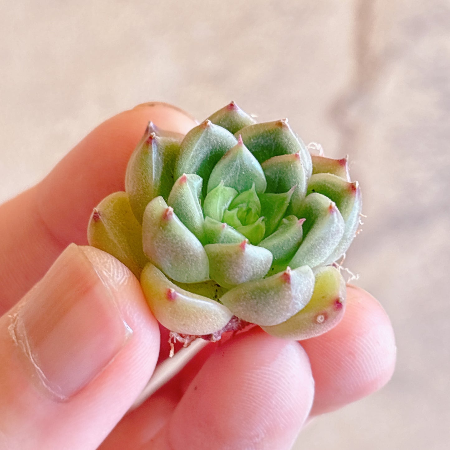 多肉植物