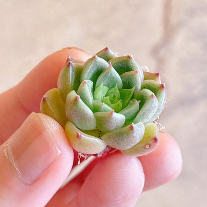 多肉植物