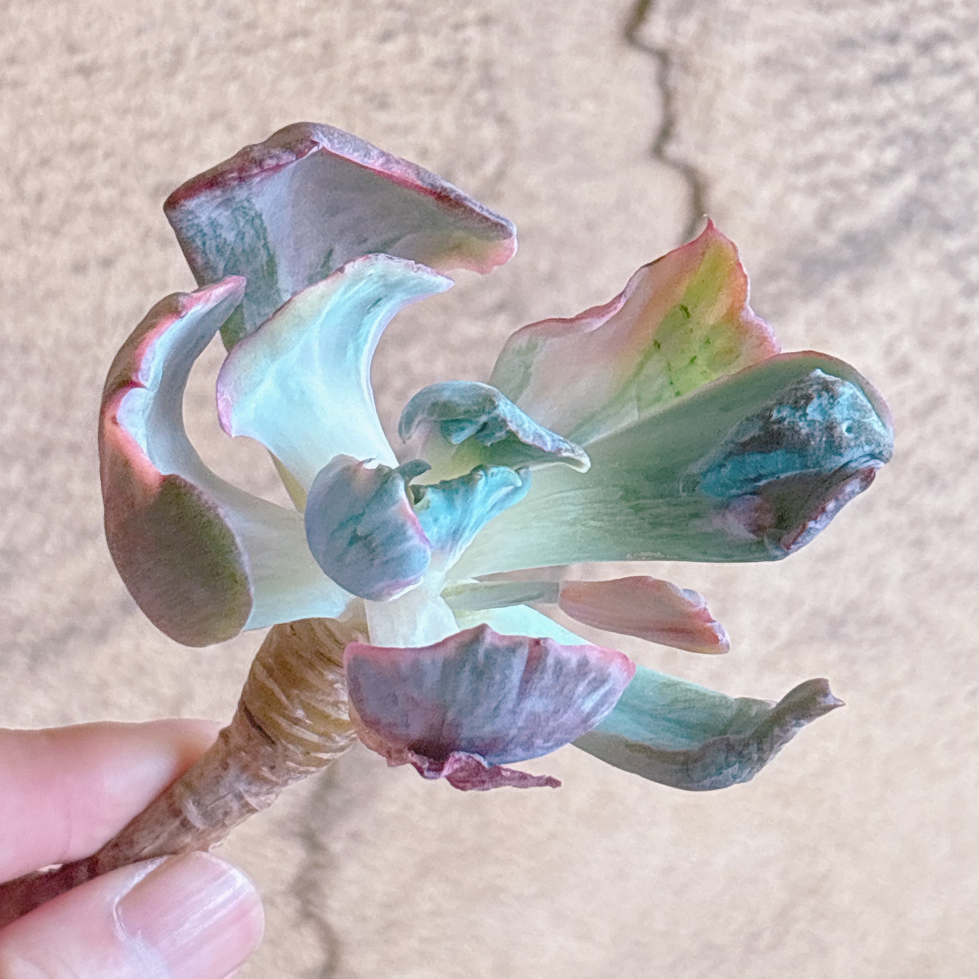 多肉植物