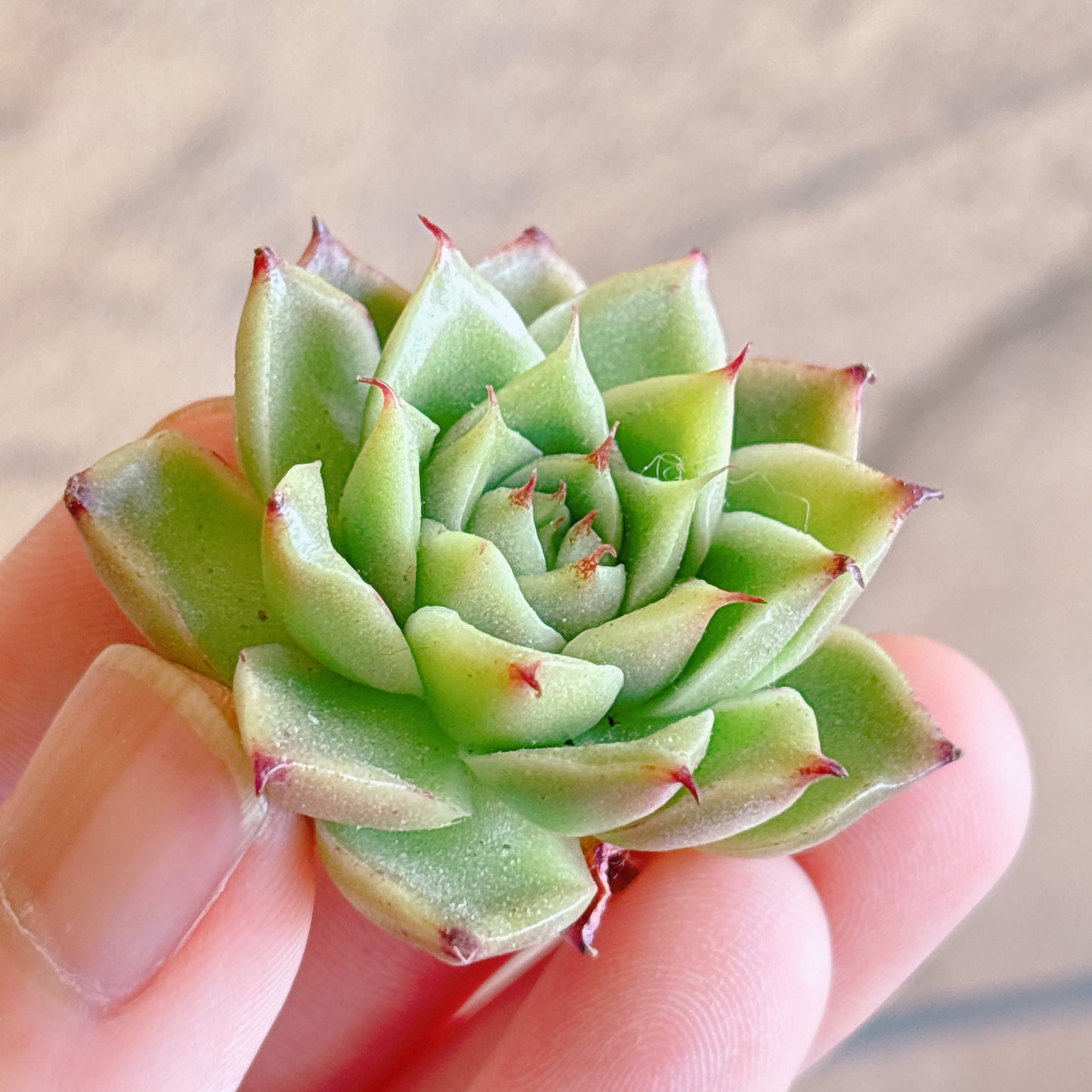 多肉植物