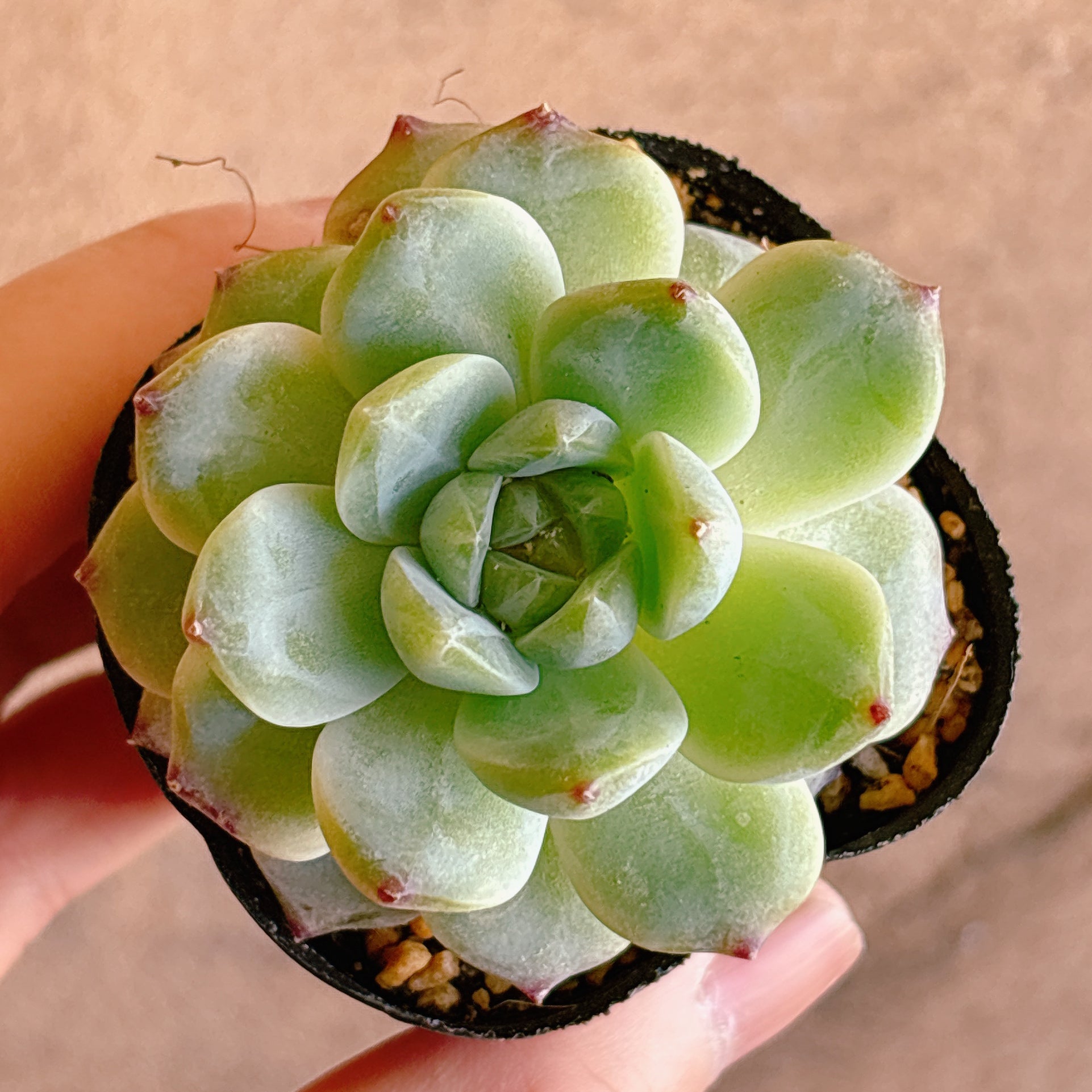 多肉植物