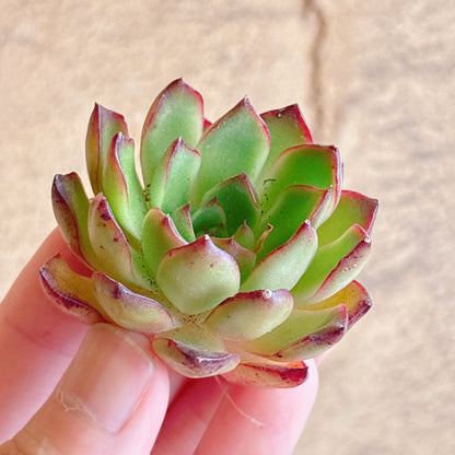 多肉植物