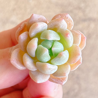 多肉植物