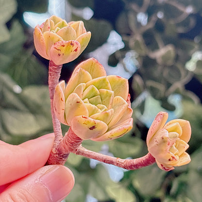 多肉植物