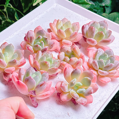 多肉植物