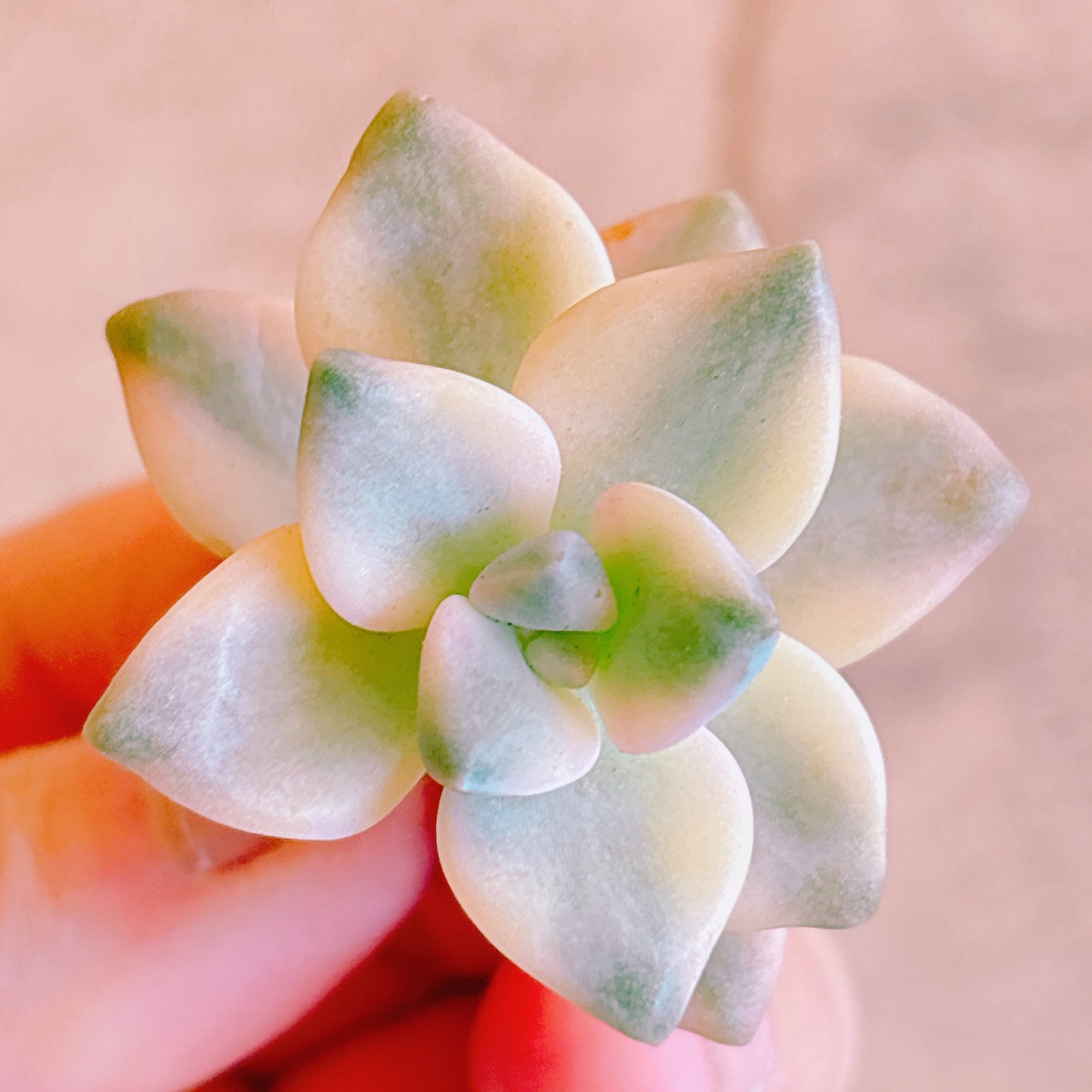 多肉植物
