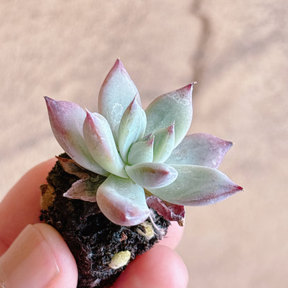 多肉植物