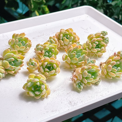 多肉植物