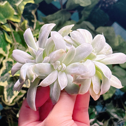 多肉植物