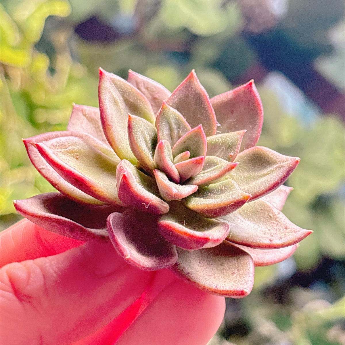 多肉植物