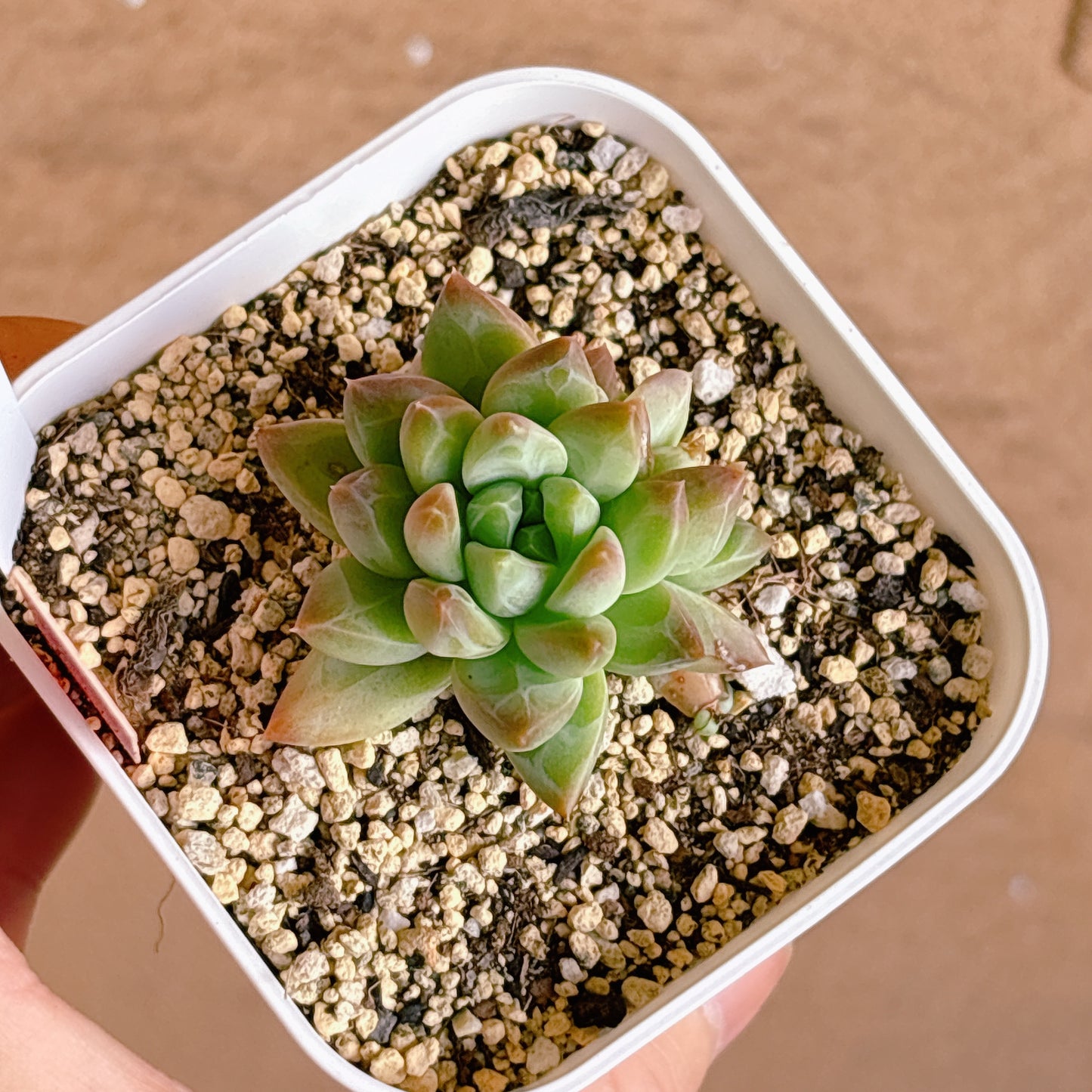 多肉植物