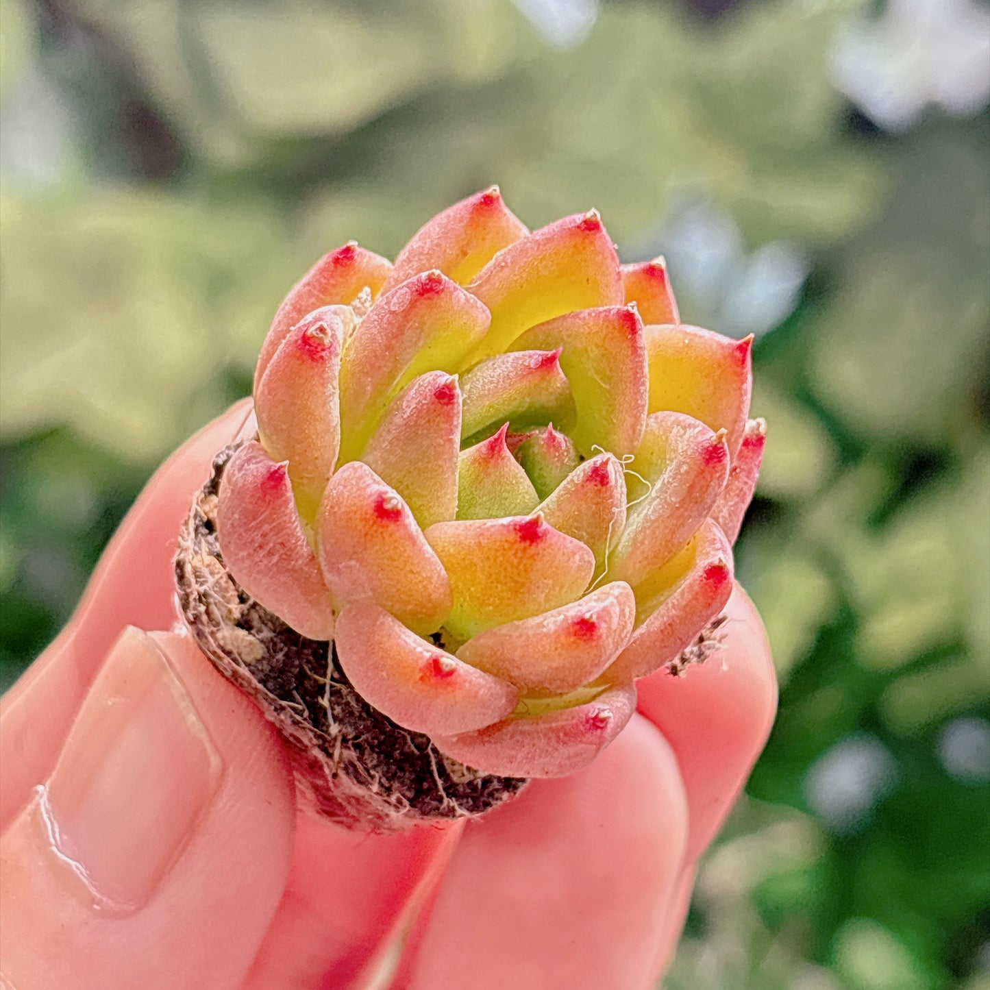 多肉植物