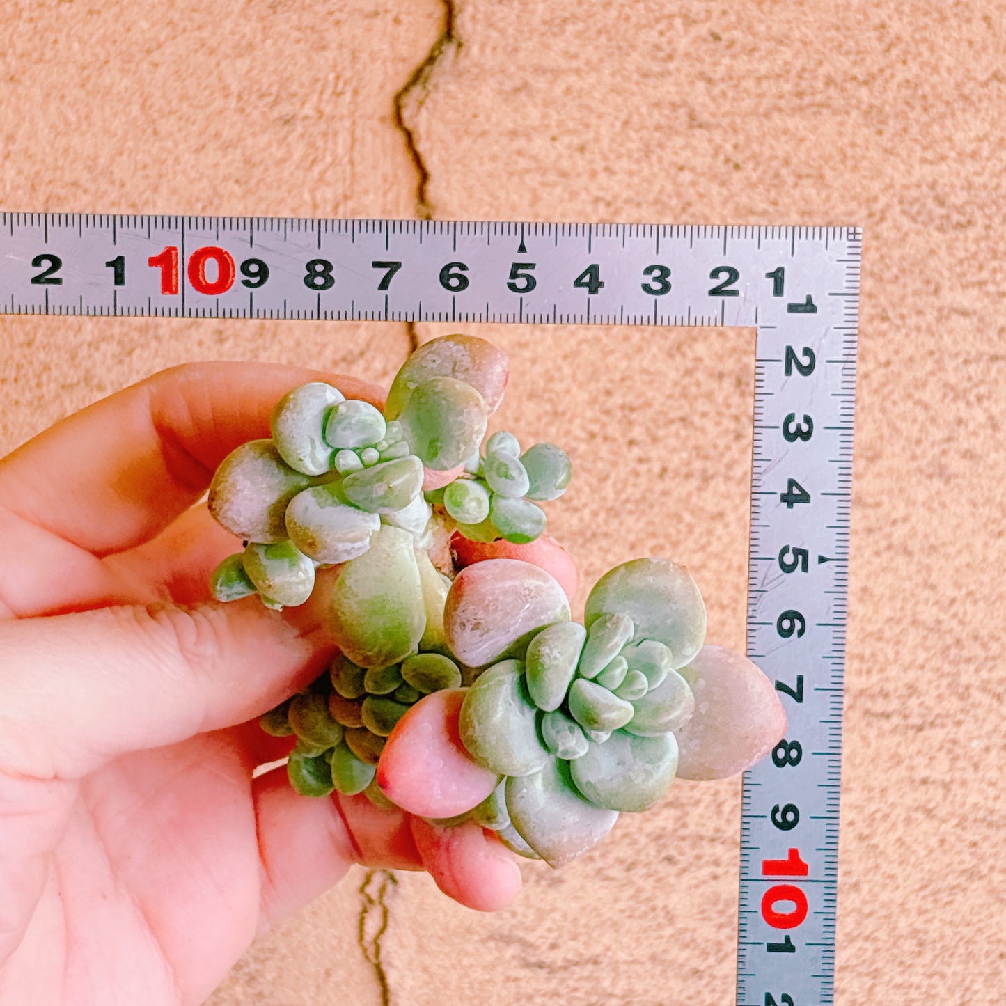 トム・サム　A品　カット苗　134-19