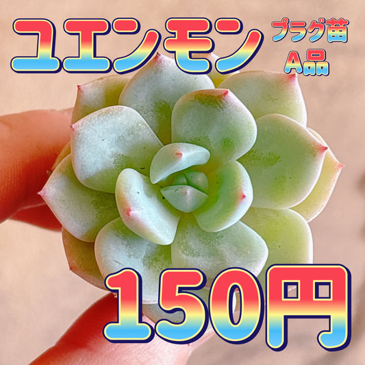ユエンモン　A品　プラグ苗