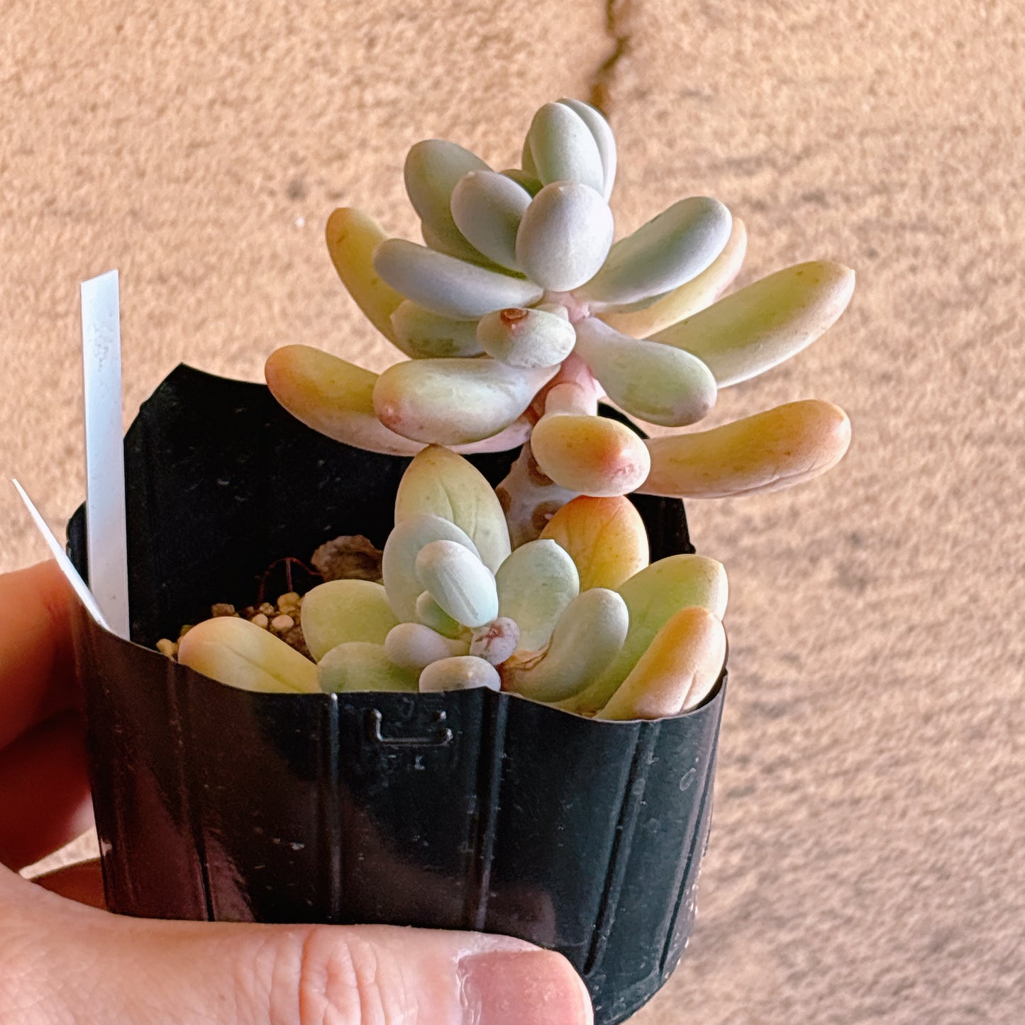星美人　【4-19】