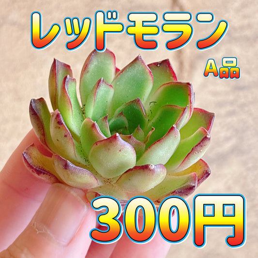 レッドモラン　A品　カット苗