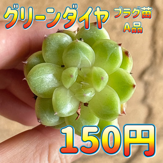 グリーンダイヤ　A品　プラグ苗